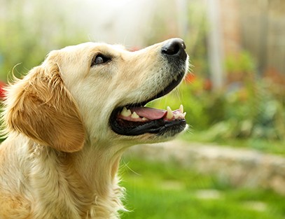 The Golden (Retriever) Rule for Clear Communication